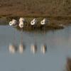 Greater Flamingo